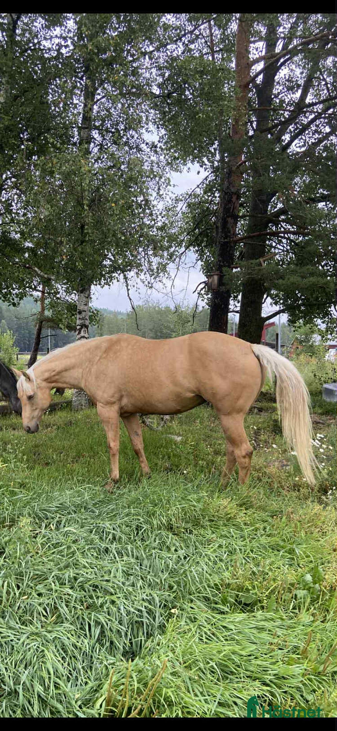 Western hästar till salu: Fantastiskt sto dräktig med VS Gona Be Blue  i Bollnäs - Annons 2