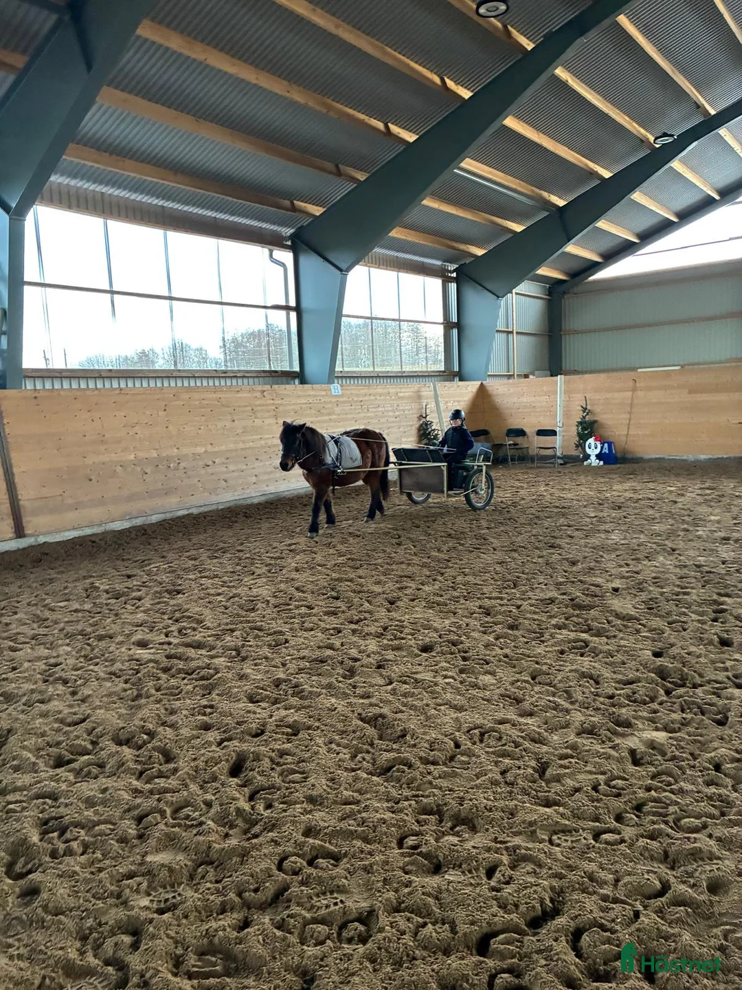 Allround hästar till salu: Barnponny som älskar skogsturer  i Nässjö - Annons 3