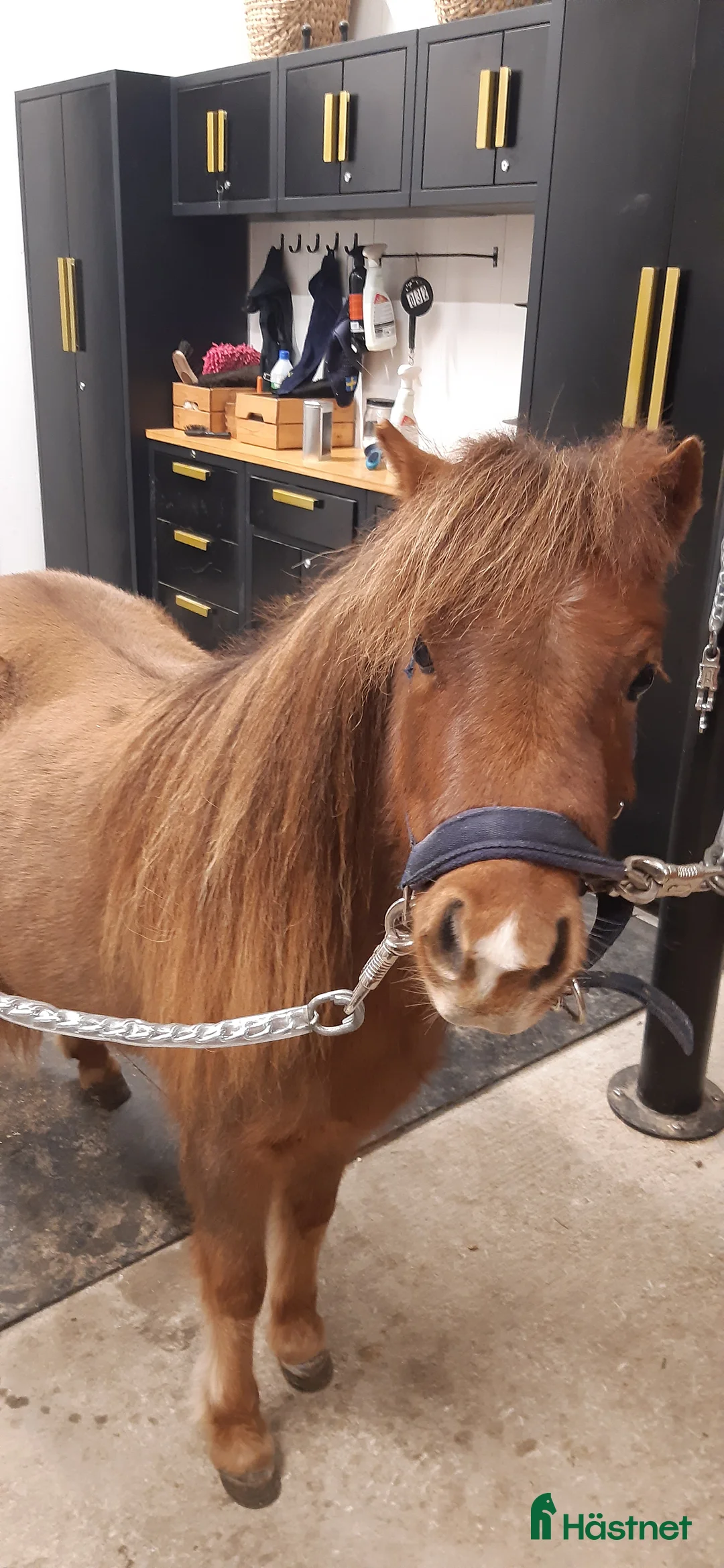 Övrigt hästar till salu: Vackert miniatyrhäst sto! i Örsundsbro - Annons 4