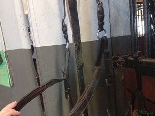 Övrig Hästutrustning hästutrustning till salu: Dyon förbygel i Heberg - Annons 1