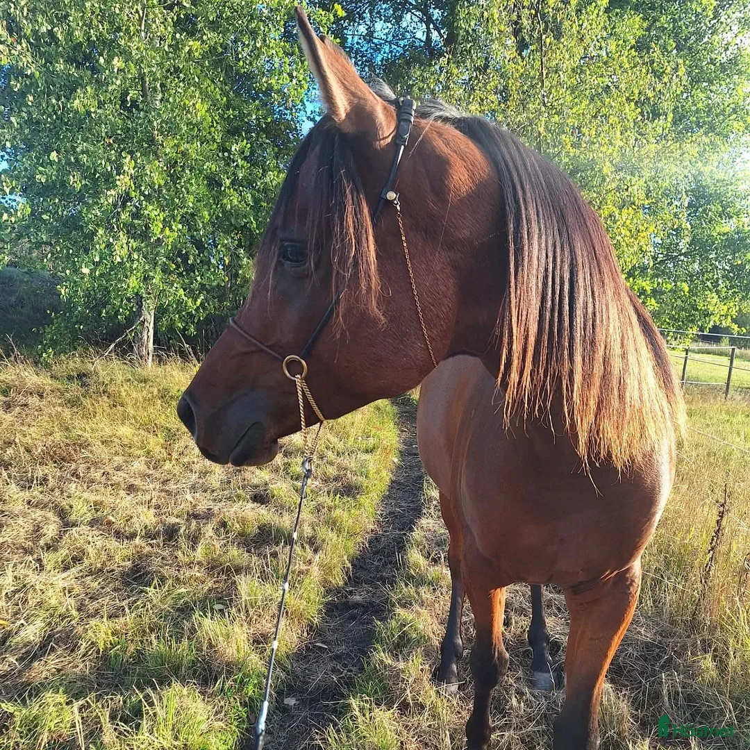 Allround hästar till salu: Valack för sport eller hobbyridning - Annons 1