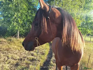 hästar Valack för sport eller hobbyridning - Annons 13