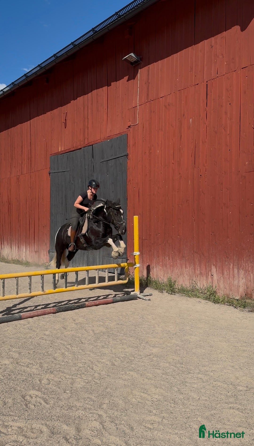 Allround hästar till salu: Vacker drömponny i Uppsala - Annons 5