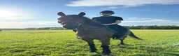 Hoppning hästar sökes: SÖKER HÄST!! - Annons 9