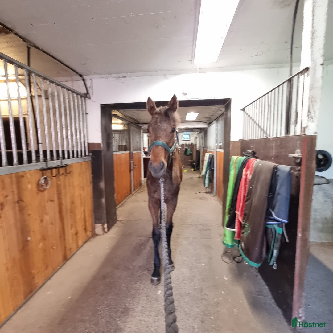  stallplats finnes: Stall platser lediga  i Nykvarn - Annons 7