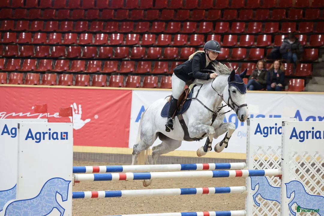 Hoppning hästar till salu: Tävlingshäst med kapacitet för stora klasser! - Annons 1
