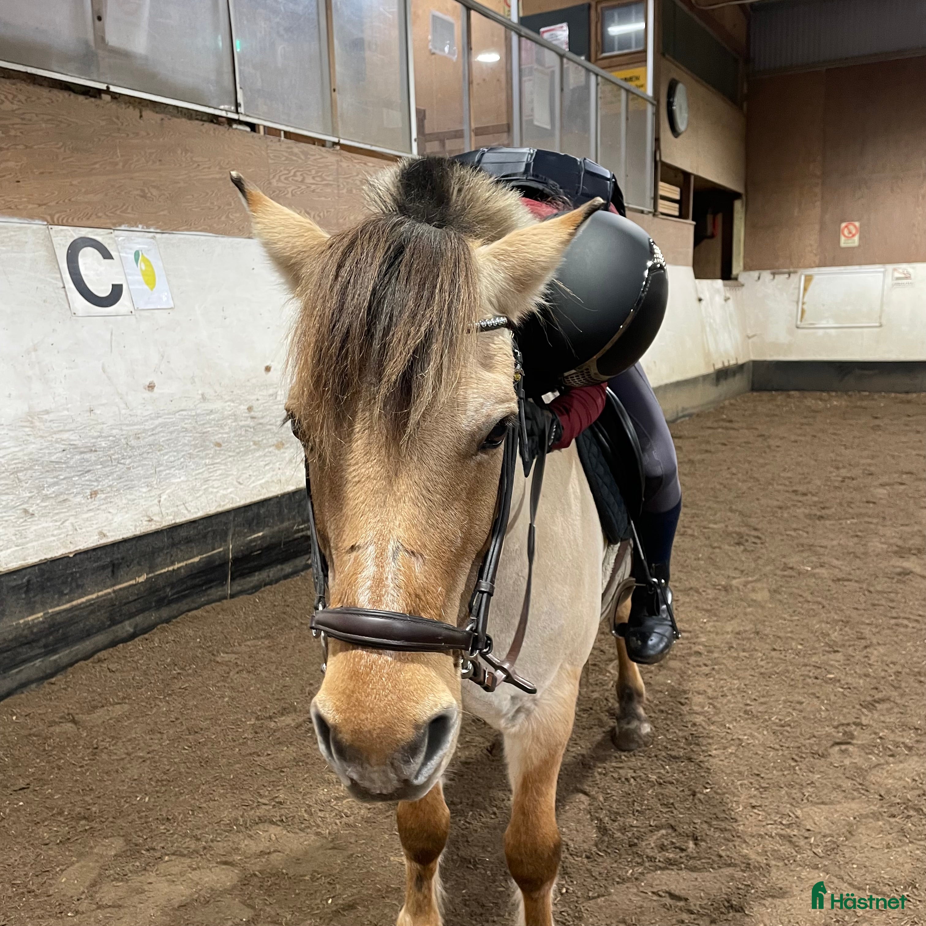  medryttarhäst sökes: Söker skötarponny i Sundbyberg - Annons 16