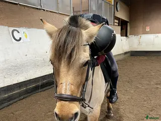 medryttarhäst sökes: Söker skötarponny i Sundbyberg - Annons 16