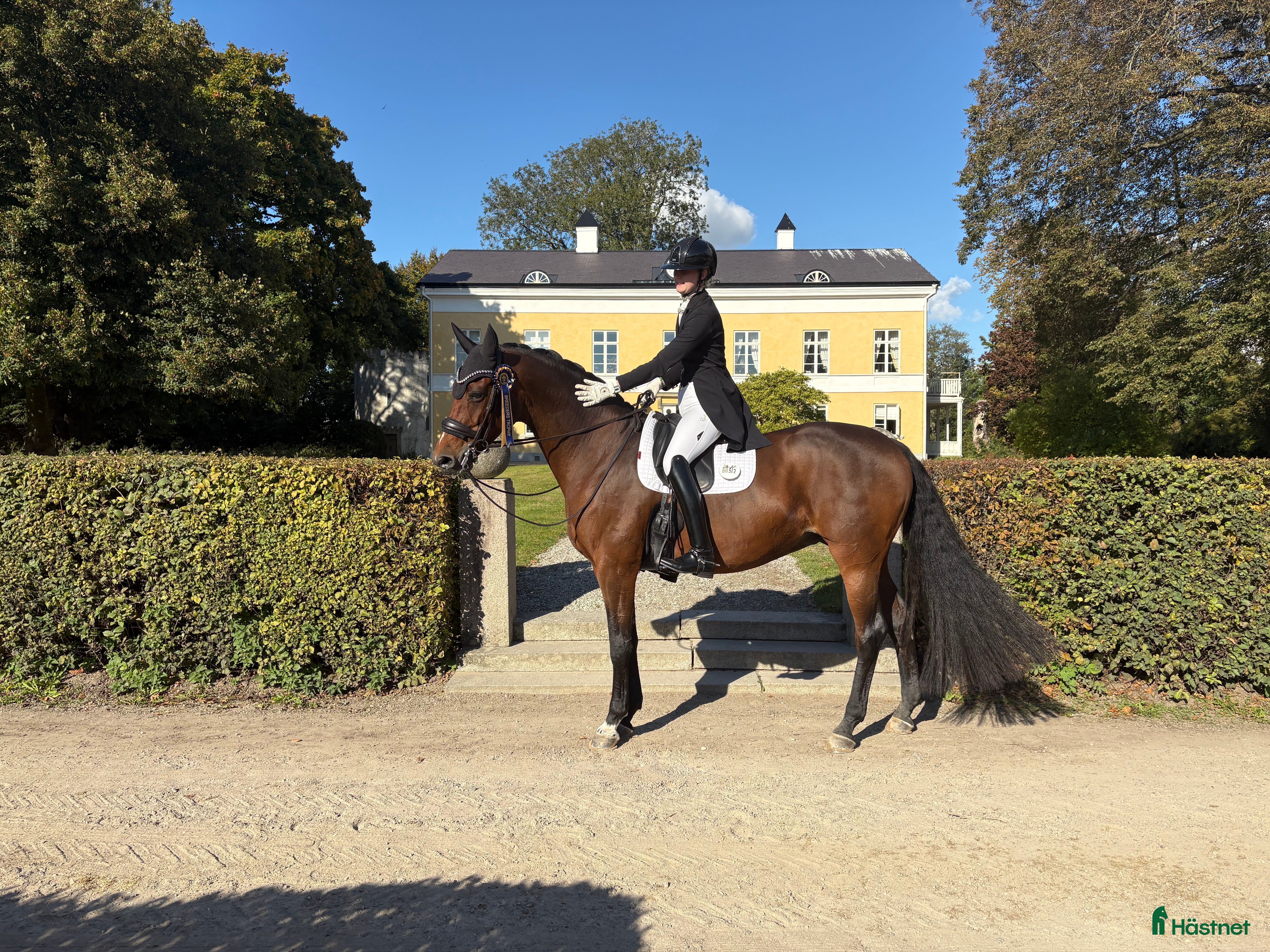  hästar Sto med power som älskar att tävla  - Annons 3