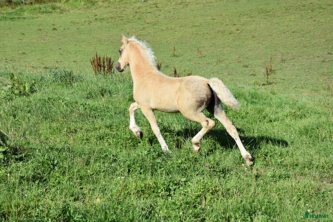 Allround hästar till salu: Welsh cob stoföl med fart i! i Partille - Annons 3