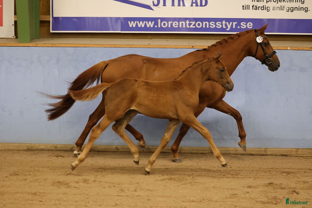 Dressyr hästar till salu: Om rätt person dyker upp… i Tidaholm - Annons 3