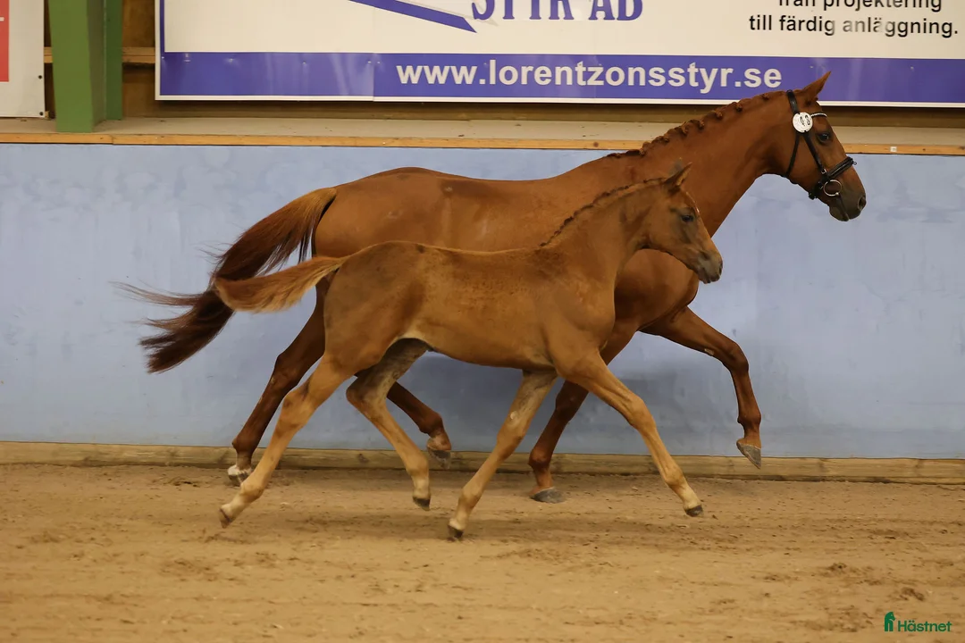 Dressyr hästar till salu: Om rätt person dyker upp… i Tidaholm - Annons 3