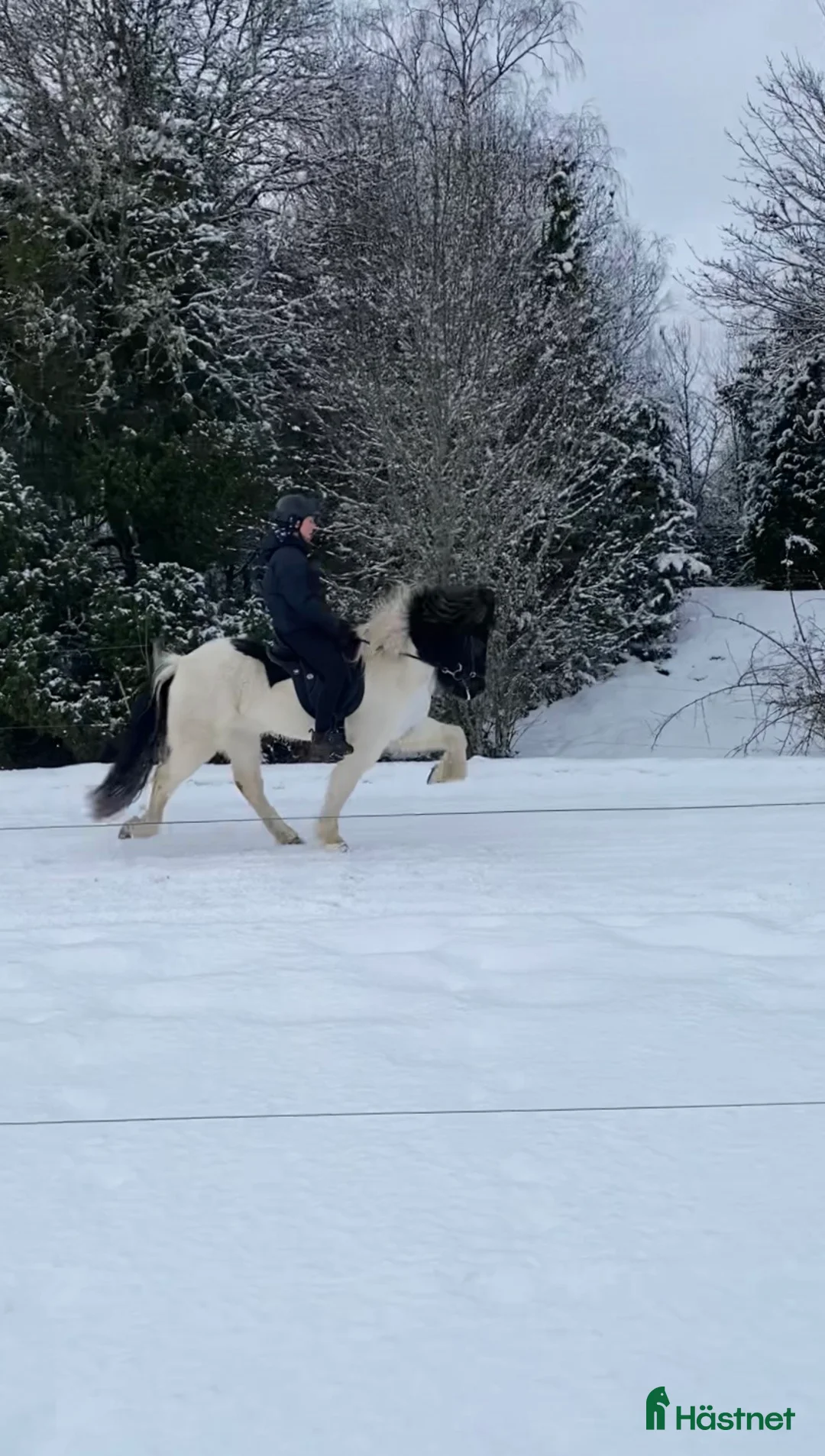 Island hästar till salu: Härlig vilja och tölt!  i Alunda - Annons 1