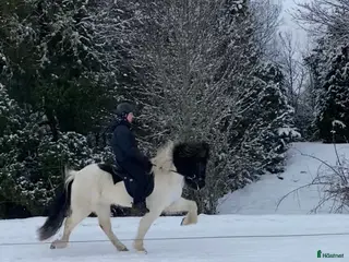 hästar Härlig vilja och tölt! i Alunda - Annons 1