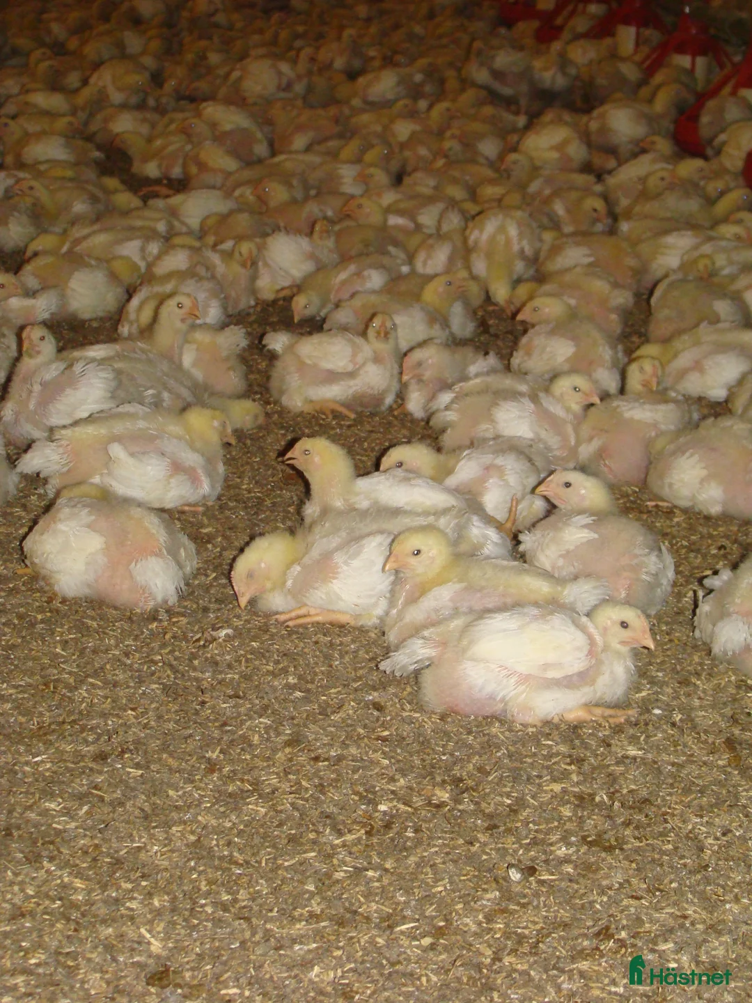  hästservice finnes: Hampaströ förs stall & Lösdrift i Vagnhärad - Annons 5