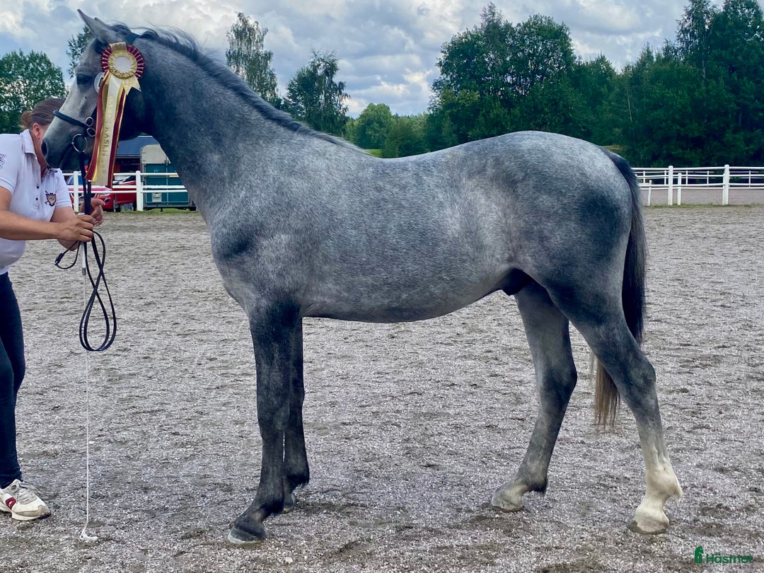 Allround hästar till salu: Lovande ettårig connemarahingst i Norsholm - Annons 2