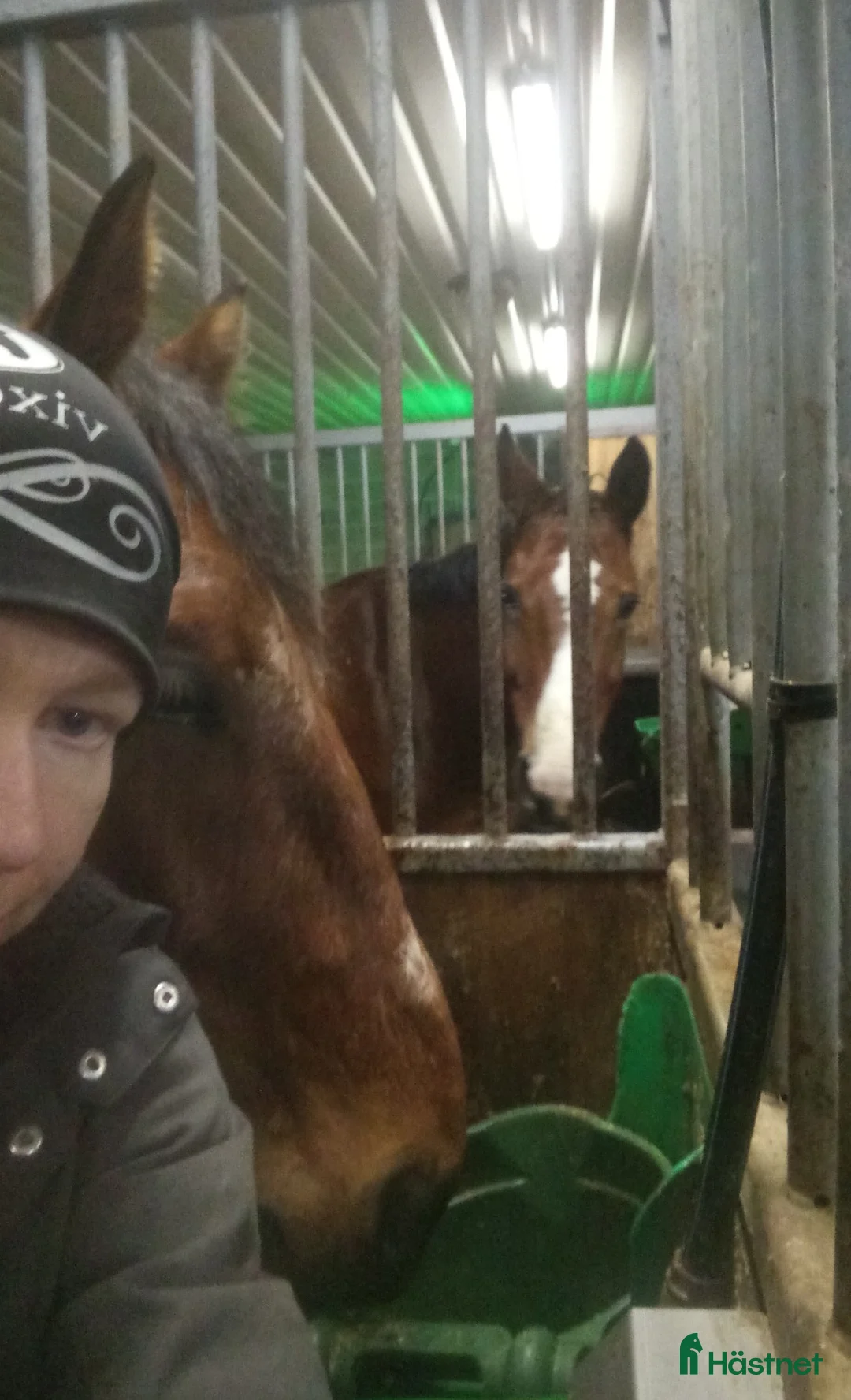 Galopp hästar sökes: Söker sto :halvblod eller fullblod projekt  - Annons 12