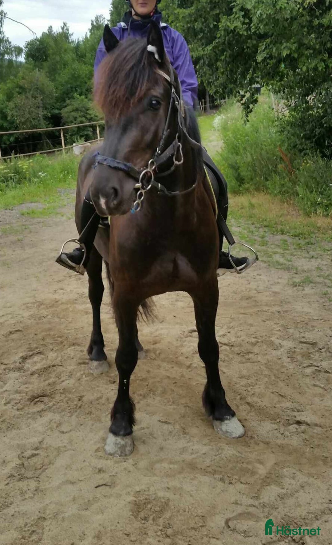 Allround hästar till salu: Kallblodsvalack  i Indal - Annons 5