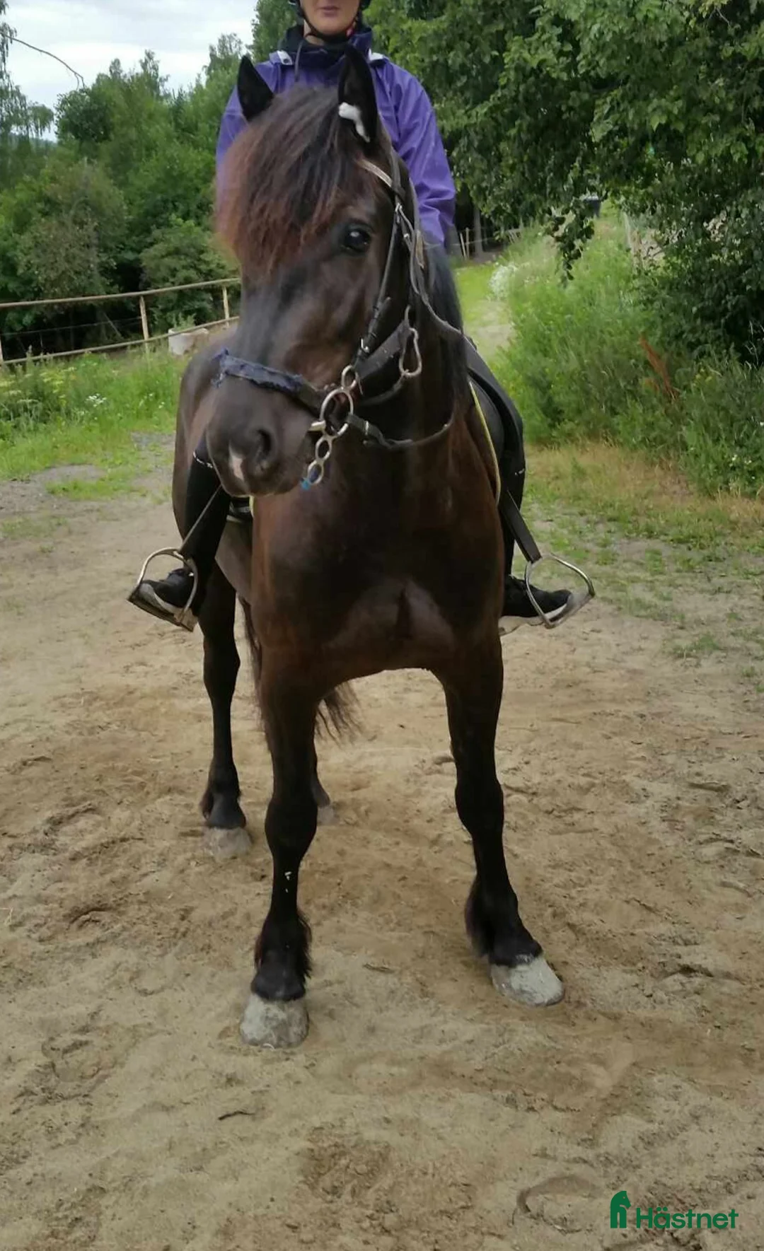 Allround hästar till salu: Kallblodsvalack  i Indal - Annons 5