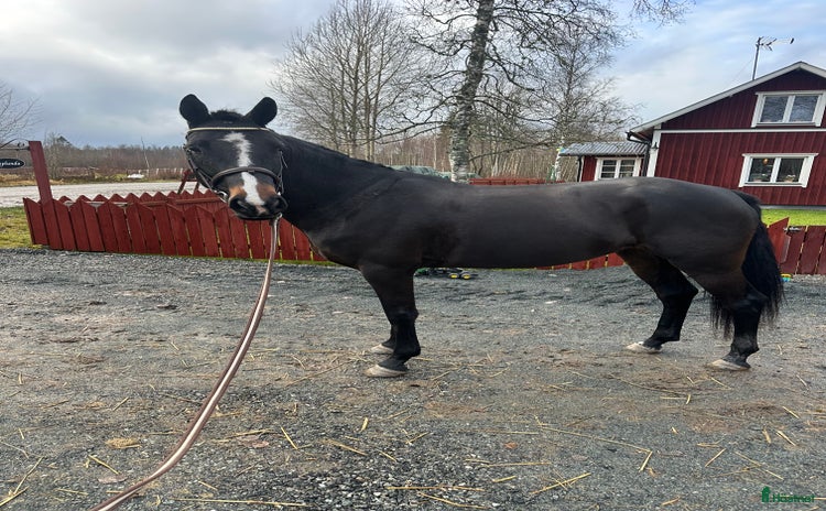  hästar i Nora - Annons 2