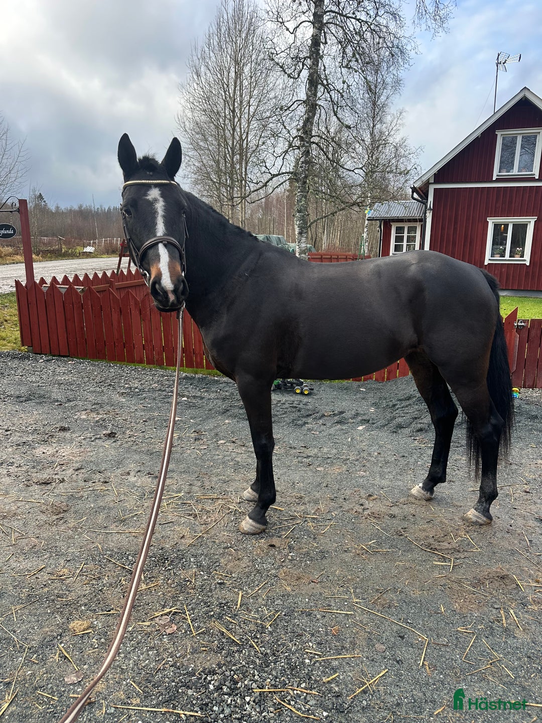 Allround hästar till salu: Godhjärtad Framtidsponny  i Nora - Annons 1