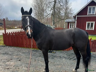 hästar Godhjärtad Framtidsponny i Nora - Annons 1