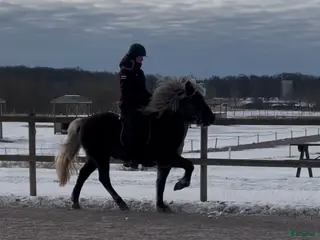 hästar Uttrycksfullt fyrgångssto ✨ i Halmstad - Annons 5