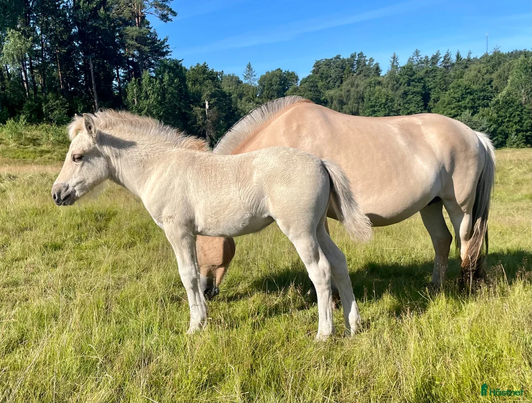 Allround hästar till salu: Rödblackt stoföl - Annons 4