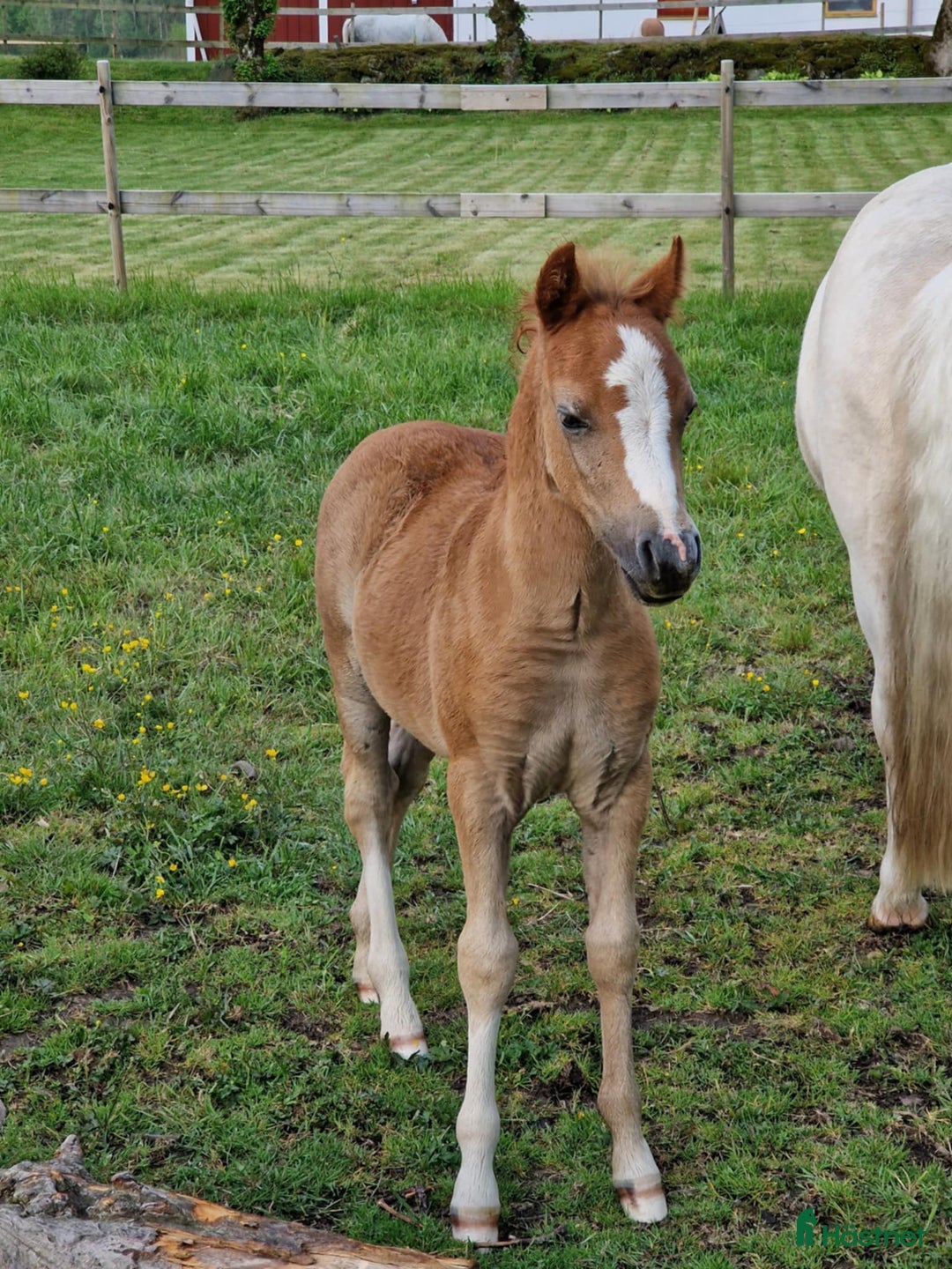 Allround hästar till salu: Framåt welsh mountainkille i Stenkullen - Annons 6