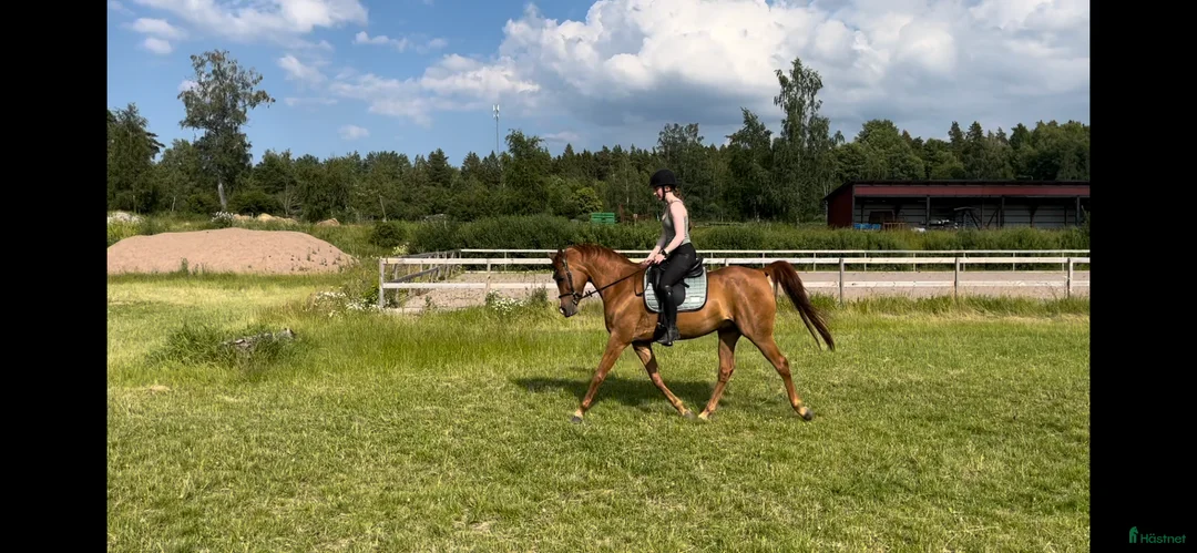 Distans hästar till salu: Personlig herre söker nytt för alltid hem! - Annons 2