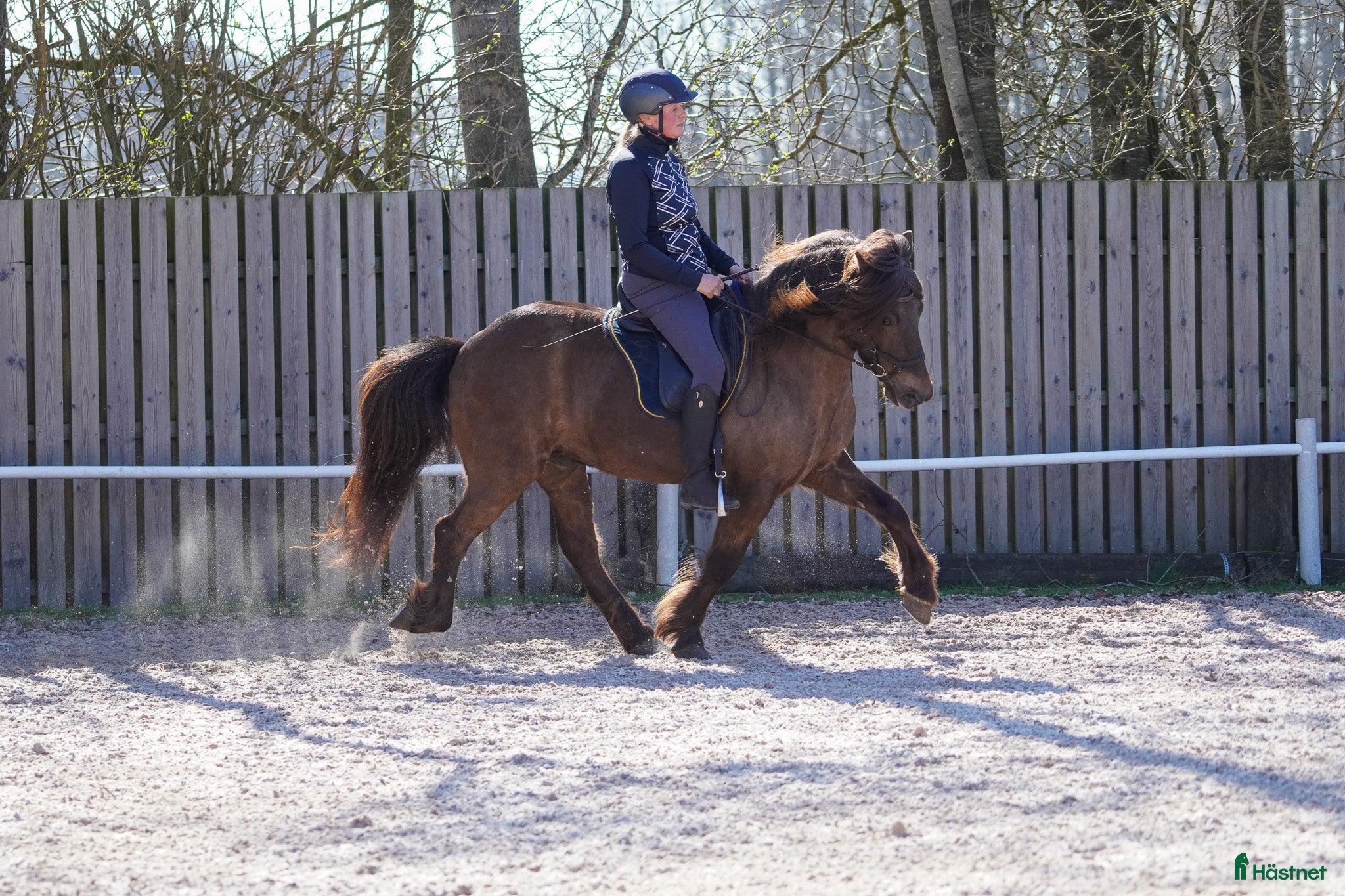  hästar Trevlig islandsvalack – fin läromästare  - Annons 2