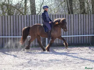 hästar Trevlig islandsvalack – fin läromästare - Annons 2