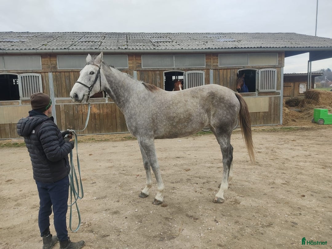 Hoppning hästar till salu: Fantastiskt Potential i Värmdö - Annons 1