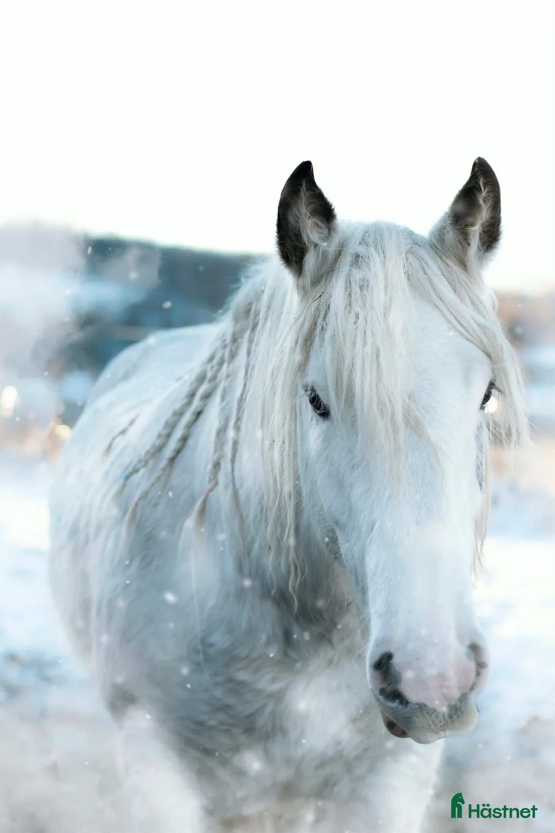 Allround hästar till salu: Stort pampigt sto - Annons 1