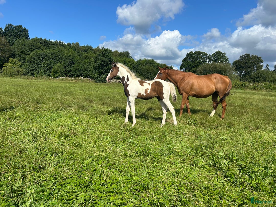Allround hästar till salu: Skäckföl med härlig utstrålning  i Hörby - Annons 2