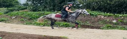 Hoppning hästar till salu: Pumpkin Jack 140cm gelding  - Annons 2