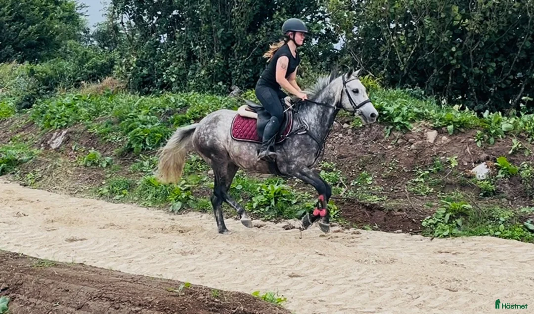 Hoppning hästar till salu: Pumpkin Jack 140cm gelding  - Annons 2