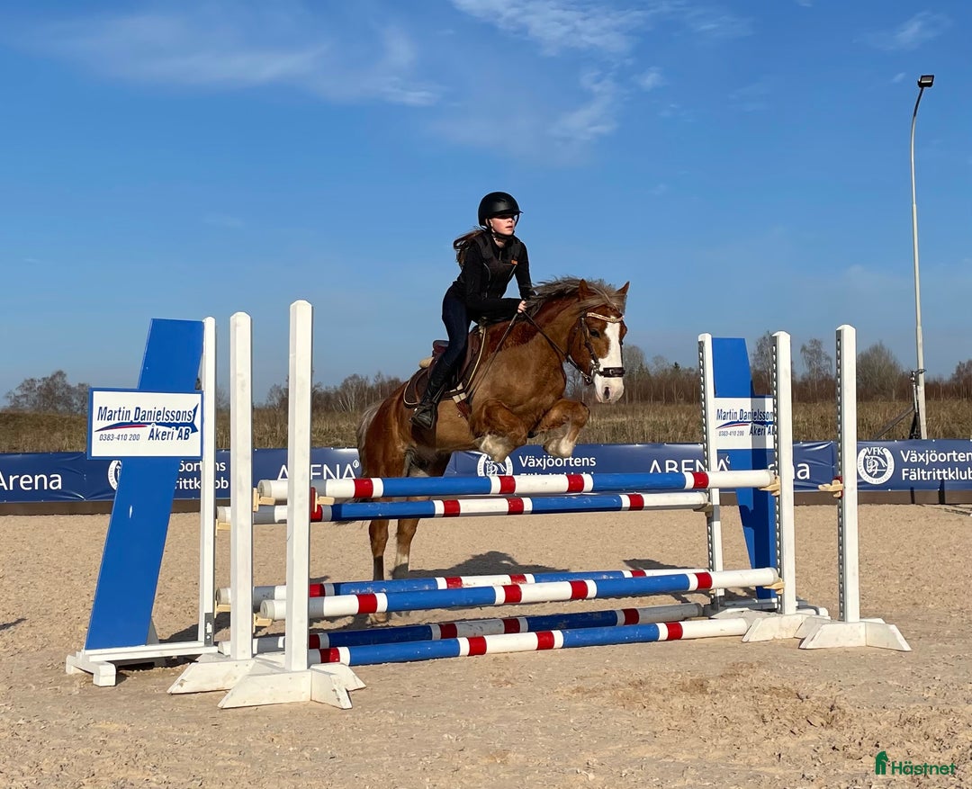 Hoppning hästar till salu: Talangfull hopponny, WE, även lite körd  i Kalvsvik - Annons 1