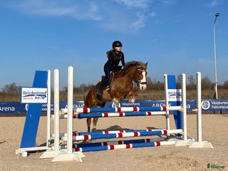 Hoppning hästar till salu: Talangfull hopponny, WE, även lite körd i Kalvsvik - Annons 4
