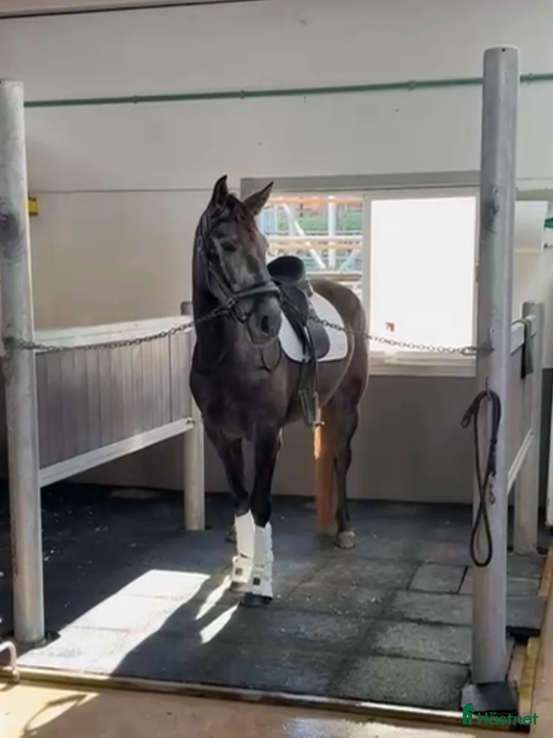 Dressyr hästar till salu: Lovande PRE sto i Coín - Annons 2