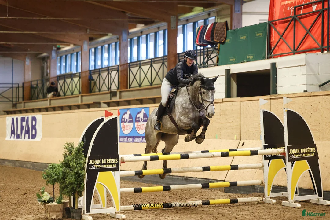 Hoppning hästar till salu: Energiskt sto  - Annons 2