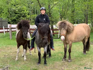 hästar Sällskap /Promenadridning - Annons 1