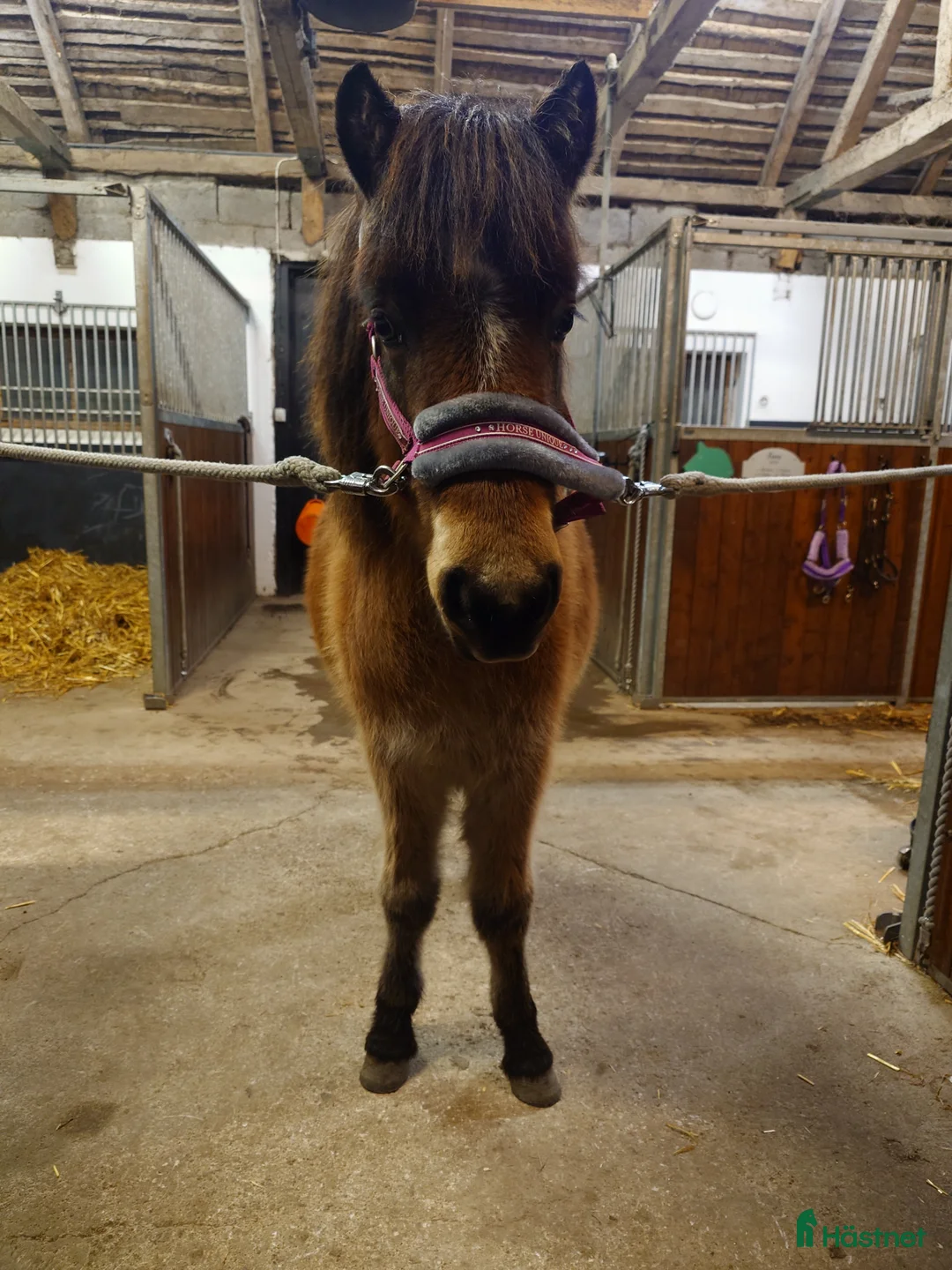 Allround hästar till salu: Mysigt ungsto - Annons 5