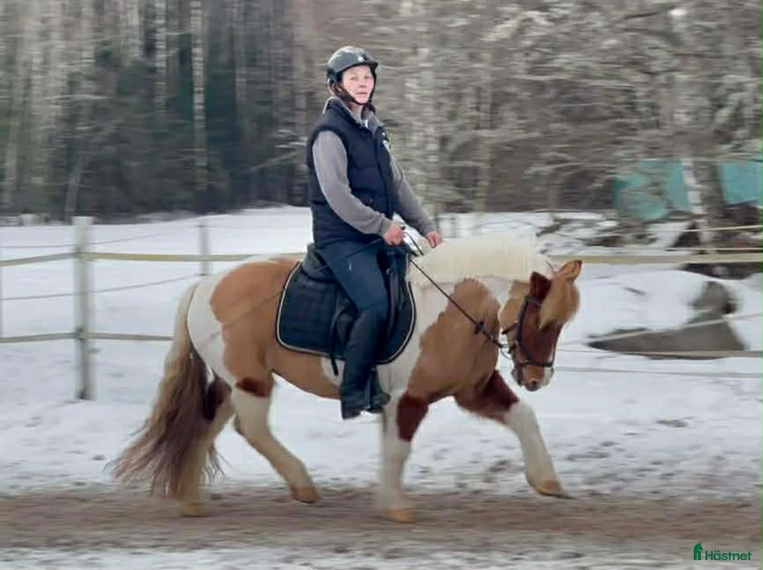 Allround hästar till salu: Ponny som syns i mängden! Inkörd  - Annons 1
