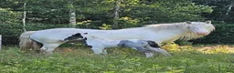Allround hästar till salu: Schabraktigrerad irishcob sto - Annons 4
