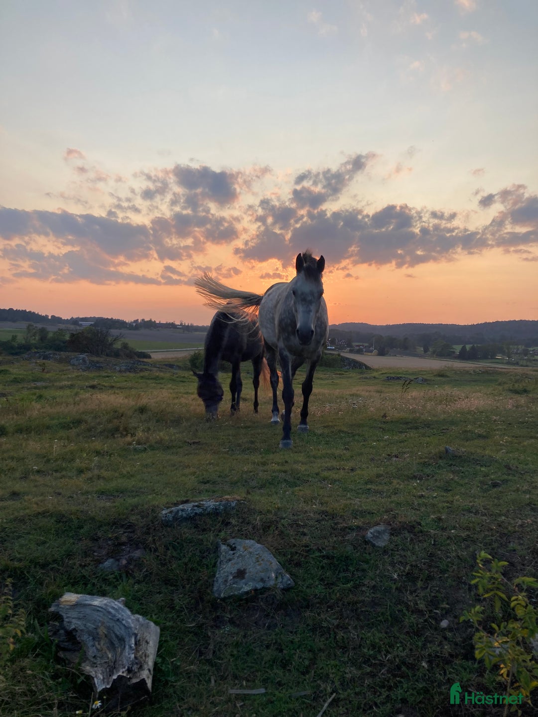  stallplats finnes: Stallplats i mindre stall i Söderköping - Annons 2