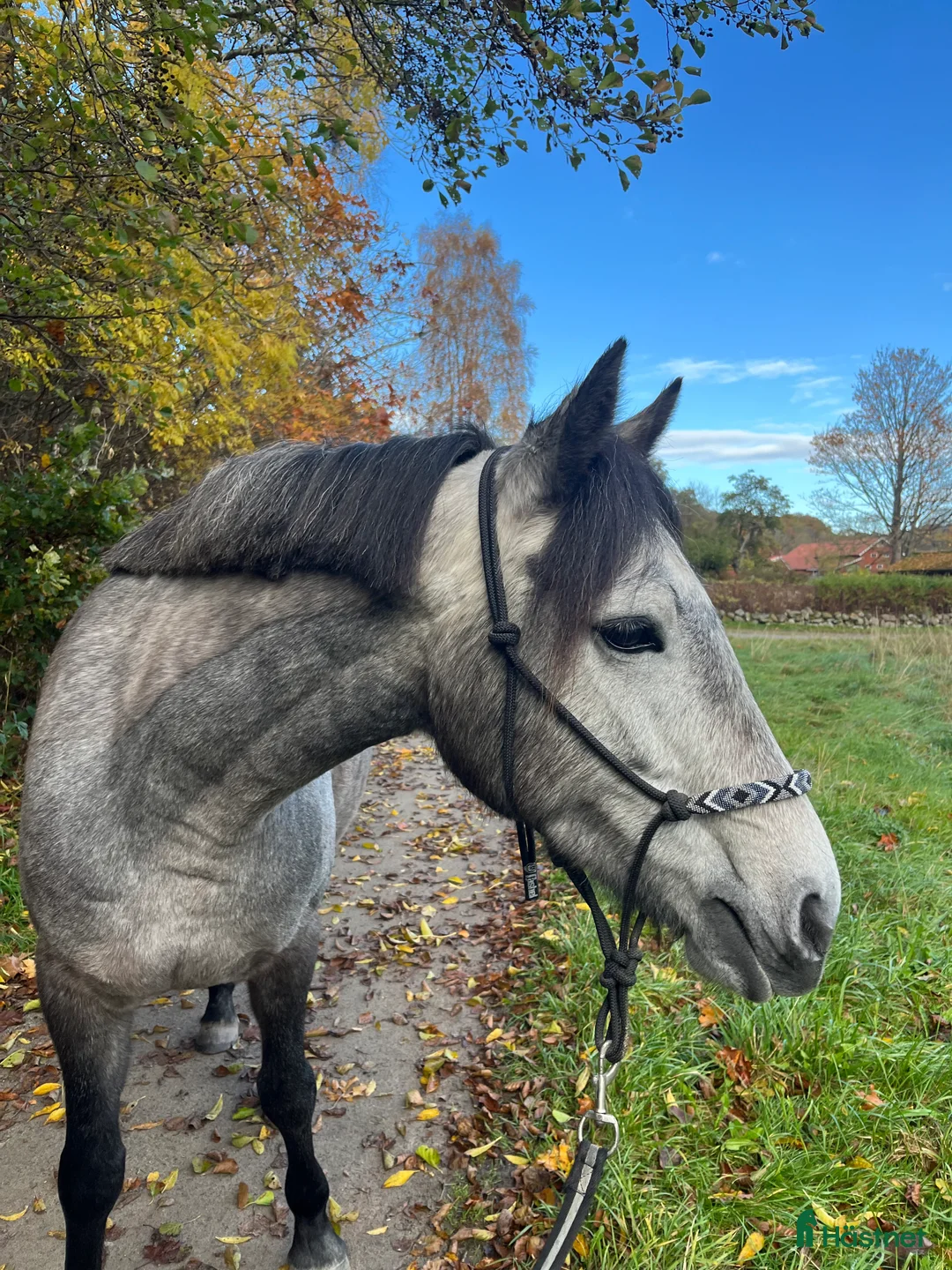 Hoppning hästar till salu: En bästa vän att forma!  i Ödsmål - Annons 4