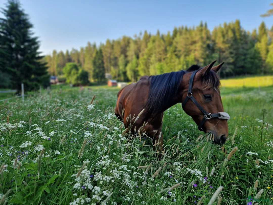 Allround hästar till salu: Trevlig 12-årig valack - Annons 1