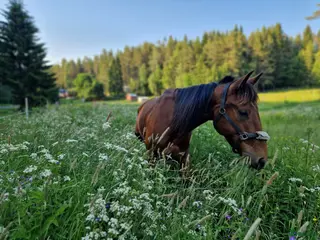 hästar Trevlig 12-årig valack - Annons 4