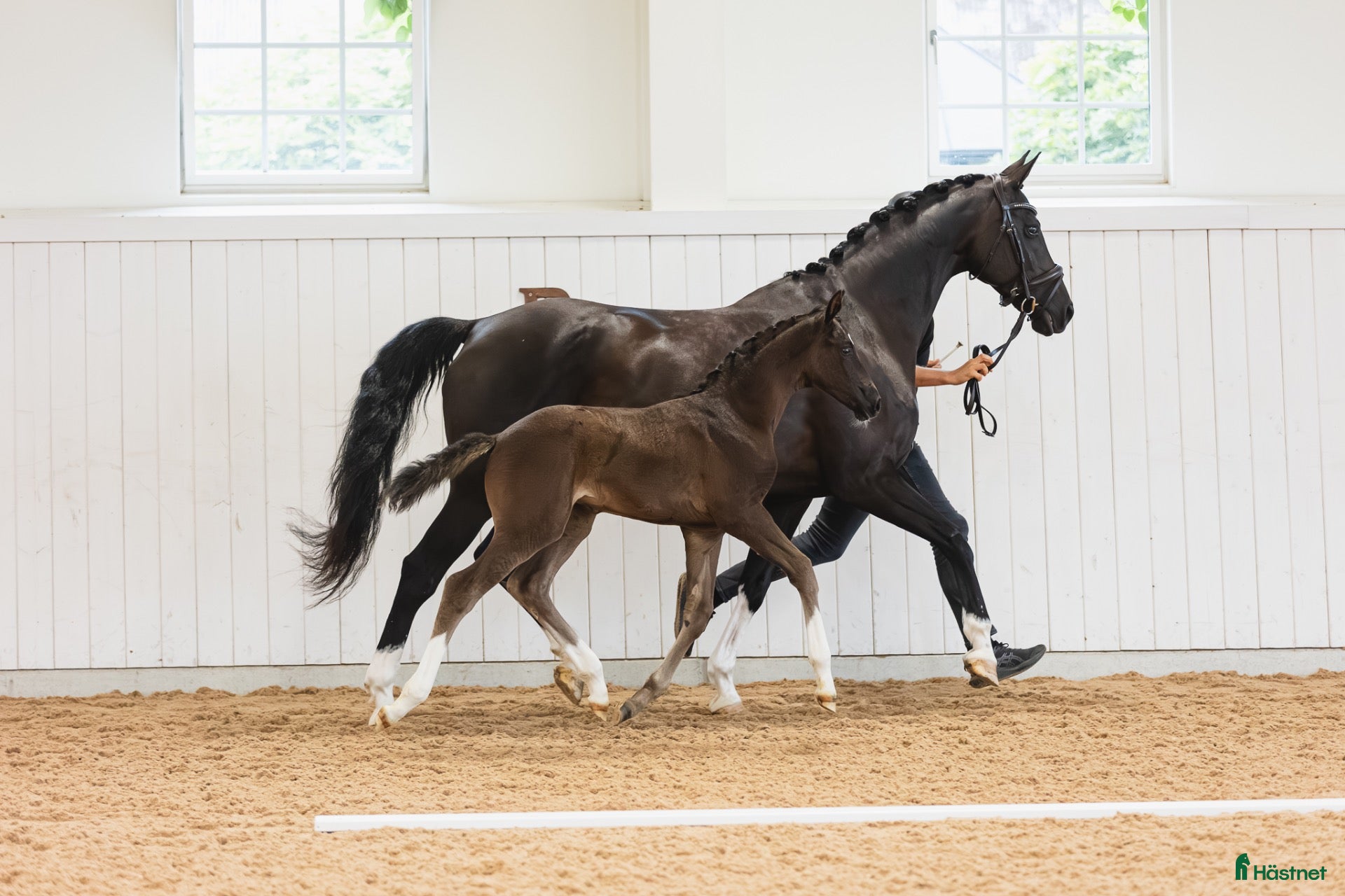  hästar Lovande dressyrföl med toppstam!🌟Secret-Everdale - Annons 2